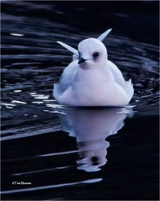  Ross's Gull