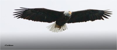  Bald Eagle 