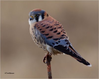  American Kestrel