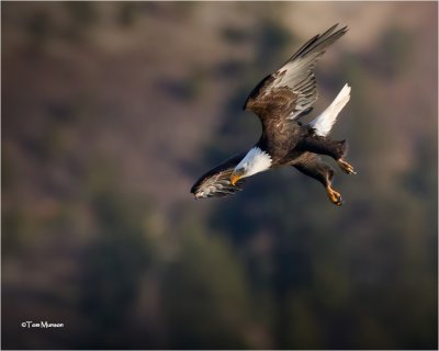  Bald Eagle