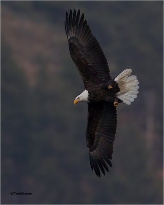  Bald Eagle