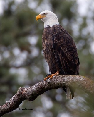  Bald Eagle