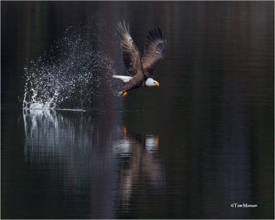  Bald Eagle