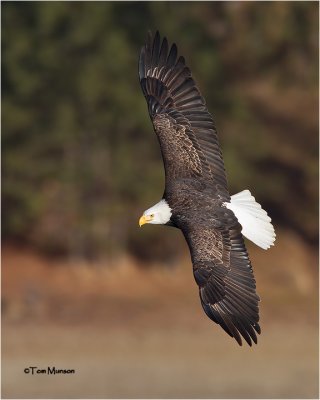  Bald Eagle