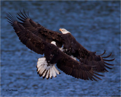   Bald Eagles