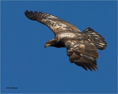  Bald Eagle  (juvenile)