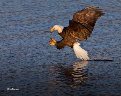  Bald Eagle 