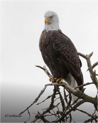  Bald Eagle