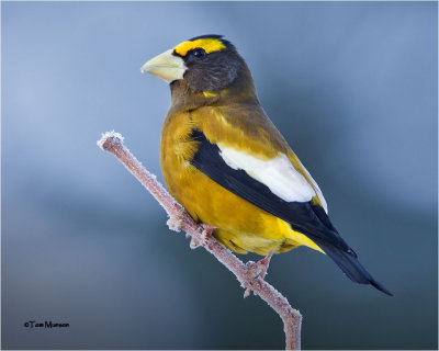 Evening Grosbeak