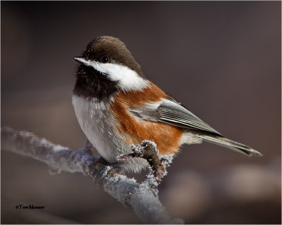  Chestnut-backed Chickadee