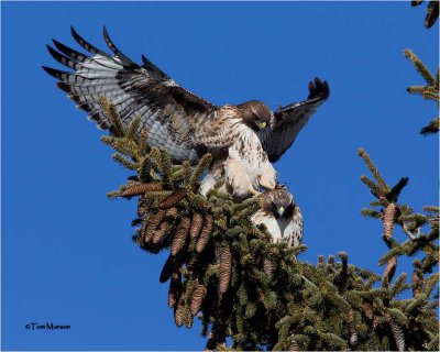  Red-tailed Hawks