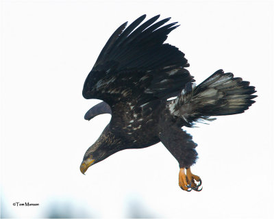  Bald Eagle