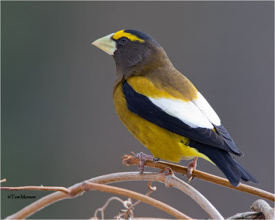  Evening Grosbeak 