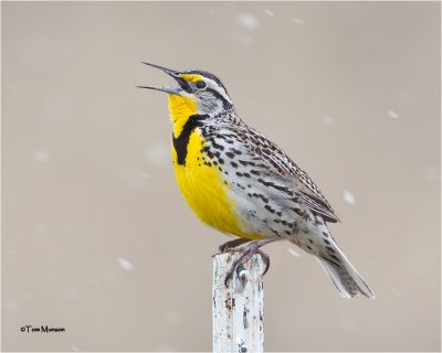  Western Meadowlark