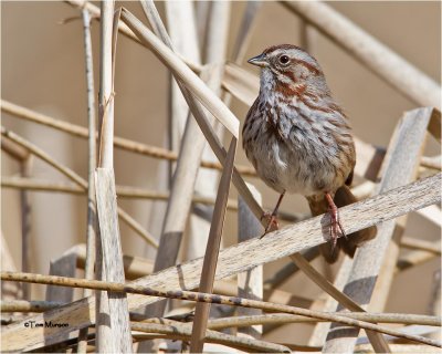  Song Sparrow