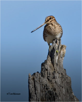  Wilson's Snipe