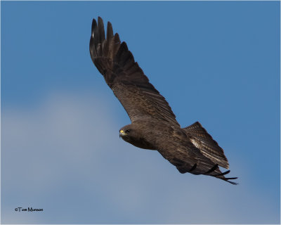   Swainson's Hawk