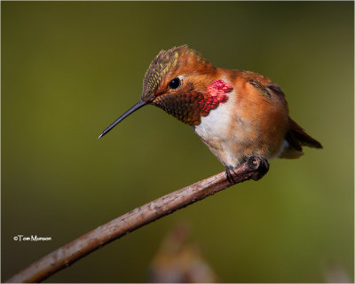 Rufous Hummingbird