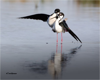 Black-necked Stilt's