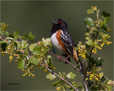  Spotted Towhee 