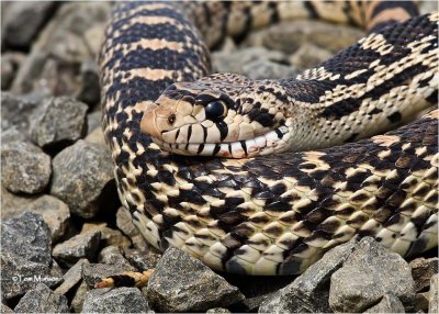 Gopher Snake