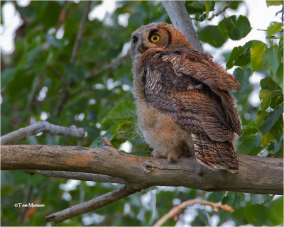  Great Horned Owl   Fledgling: