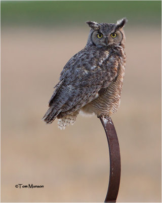   Great Horned Owl