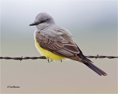 Western Kingbird