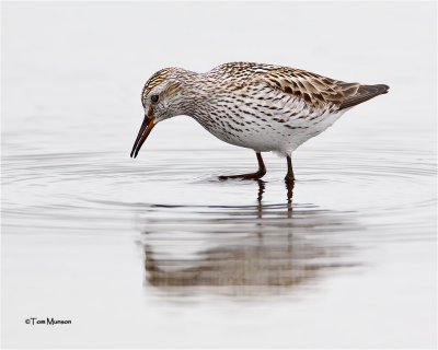  White-rumped Sandpiper