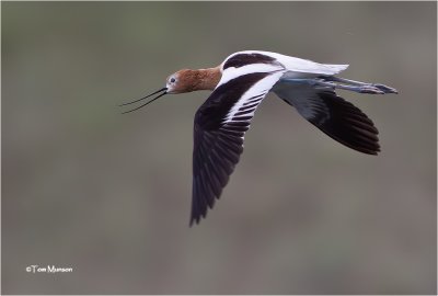  American Avocet