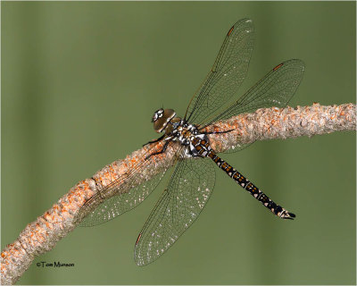 Cailfornia Darner Dragonfly