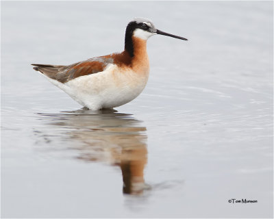  Wilson's Phalarope (female)