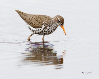 Spotted Sandpiper