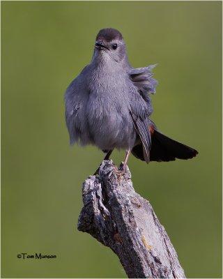 Gray Catbird