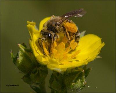 Bee