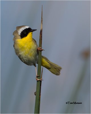  Common Yellowthroat