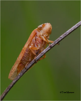   Leafhopper