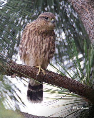Merlin (fledgling)
