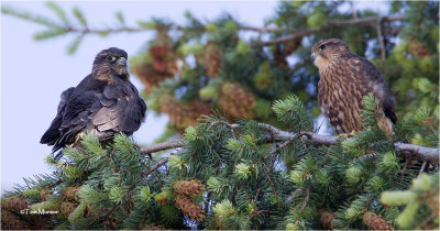  Merlin's