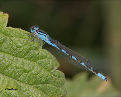  Damselfly 