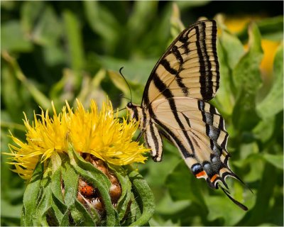  Two-tailed Swallowtail 