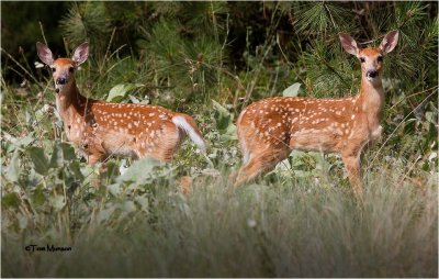  White-tailed Deer  (fawns)