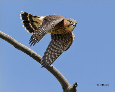  Merlin  (fledgling)