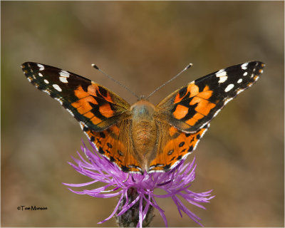 Painted Lady 