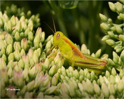  Grasshopper 