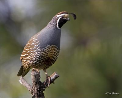 California Quail   (male)