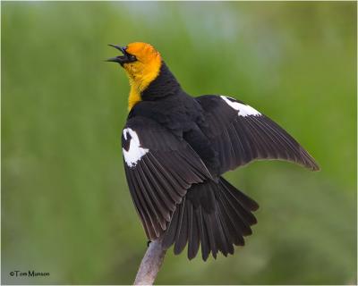 Yellow-headed Blackbird   (male)