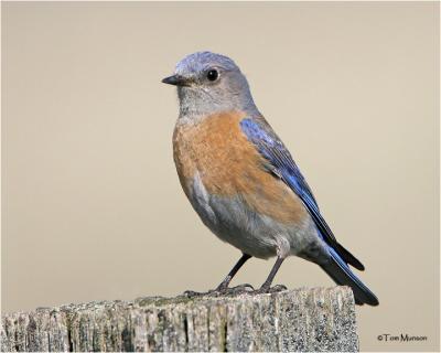 Western Bluebird  (female)