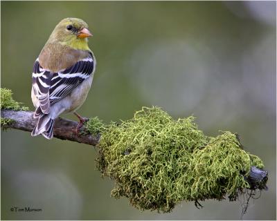 American Goldfinch  (female)