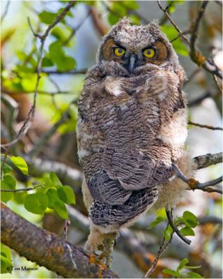 Great Horned Owl  (fledgling)
